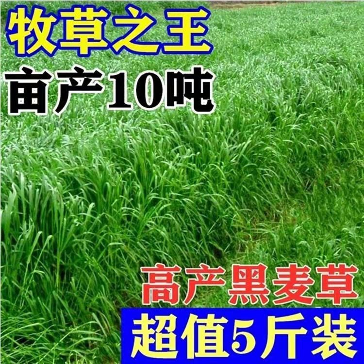 宁夏中卫常青草种草籽供应厂家批发路基边坡绿化草种