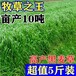 高县常青牧草种子厂家出售进口水稗草牧草种子免费提供种植技术