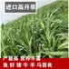 旬邑常青牧草种子厂家出售进口高产量牧草种子免费试种