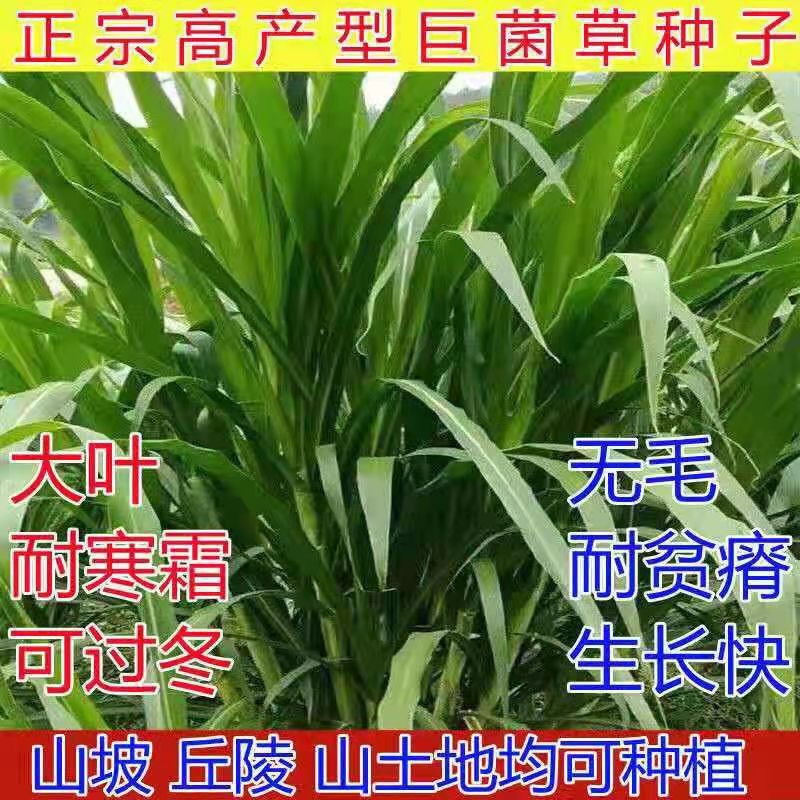 贵州黔东南常青草种草籽交易市场批发园林绿化工程草种籽