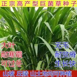 富平常青牧草种子厂家出售进口玉米草牧草种子批发价格图片5