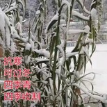 富平常青牧草种子厂家出售进口玉米草牧草种子批发价格图片1