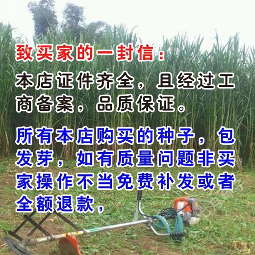四川资阳常青牧草种子供货商出售进口高产量牧草种子芽率
