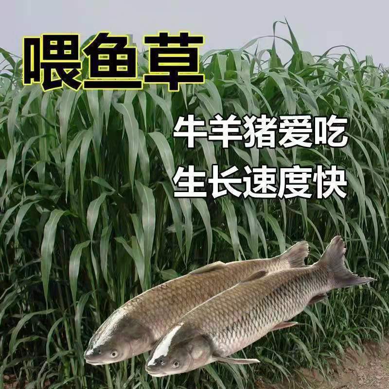 宁夏中卫常青草种草籽供货商批发边坡绿化施工花草种子