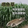 河南焦作常青牧草种子公司出售进口紫花苜蓿牧草种子今年新种
