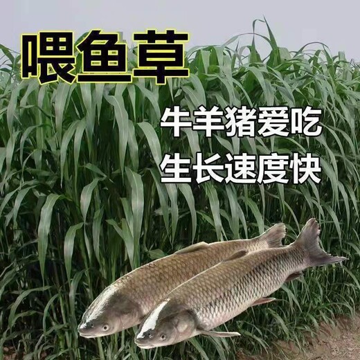 武汉常青牧草种子经销商出售进口猪吃的牧草种子国内