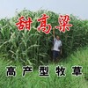 呂梁常青牧草種子廠家出售進口飼料種子多少錢一斤
