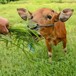 永年常青牧草种子公司出售进口牛吃的牧草种子国内