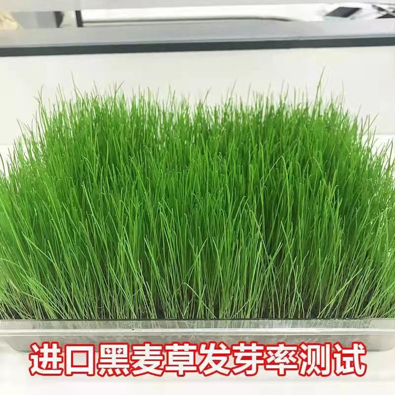 汉滨区常青牧草种子供货商出售进口四季常青牧草种子批发价格