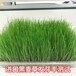 庆城常青牧草种子经销商出售进口鹅吃的牧草种子免费提供种植技术