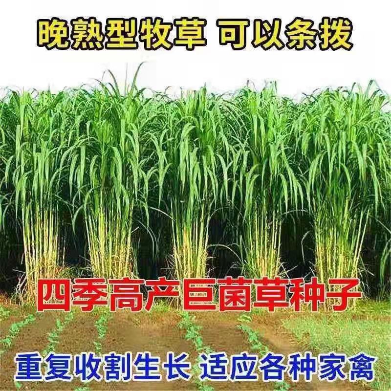 江西永新常青草种草籽供货商批发生态修复草的种子