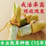 孝昌常青牧草种子批发市场出售进口青储牧草种子亩产80吨