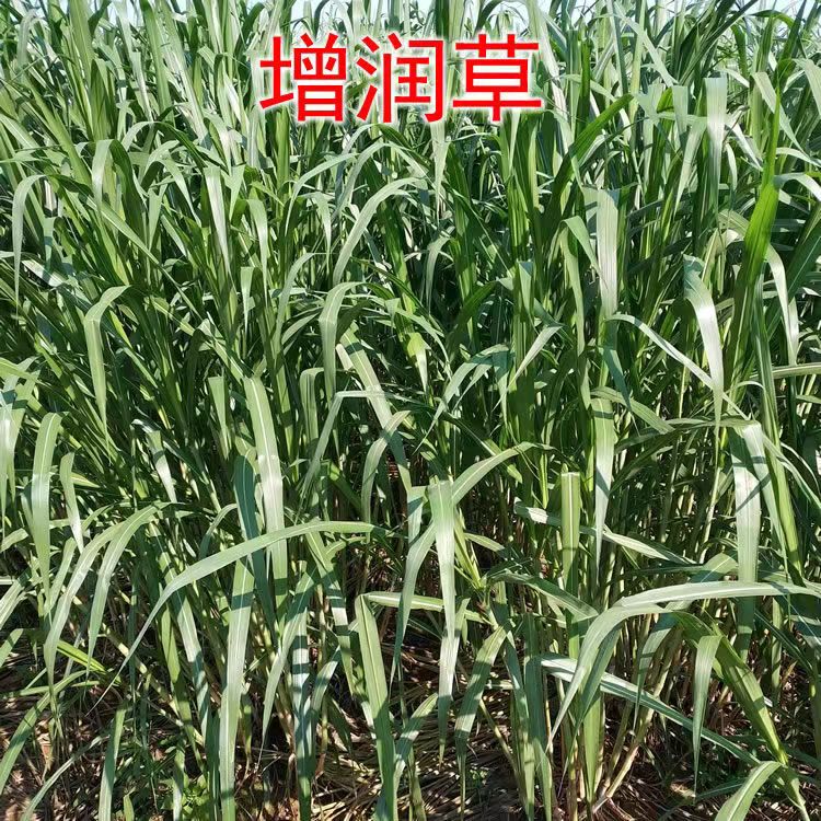 汉滨区常青牧草种子供货商出售进口四季常青牧草种子批发价格