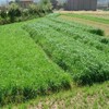 湖南常德常青牧草種子經銷商出售進口多次收割牧草種子畝產80噸