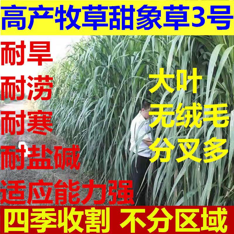 青海西宁常青草种草籽经销商批发固边坡绿化草子