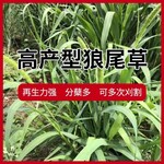 临武常青牧草种子批发市场出售进口兔子吃的牧草种子全国