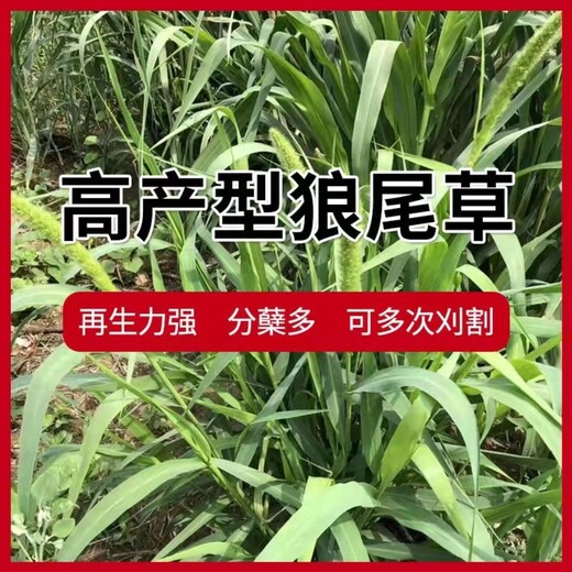 苏州常青牧草种子厂家出售进口高丹王种子全国