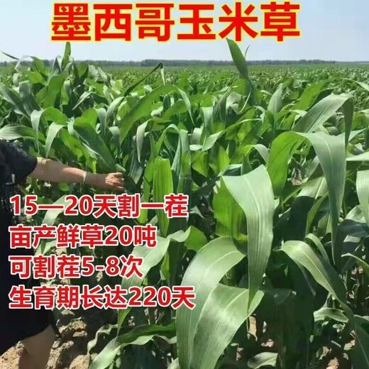 伊川常青牧草种子厂家出售进口小米草牧草种子亩产80吨