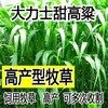 河南鄢陵縣常青牧草種子供貨商出售進口甜高粱種子國內