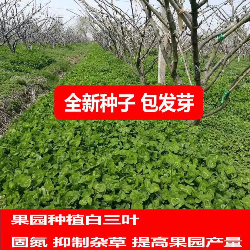 贵州常青草种草籽公司批发早熟禾种子