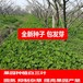 江孜常青牧草种子公司出售进口直接喂食牧草种子免费试种