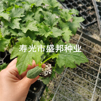 中綠絲瓜苗常規(guī)絲瓜種子種苗雜交絲瓜苗