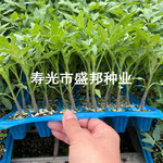 东风199越夏西红柿种子种苗耐热粉果番茄抗TY耐线虫越夏种植