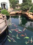 济南小庭院鱼池过滤庭院鱼池制作庭院鱼池水净化