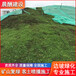 边坡绿化客土喷播高次团粒喷播格构梁施工三维网植草护坡