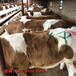 湖北鄂州5个月西门塔尔牛犊多少钱一只