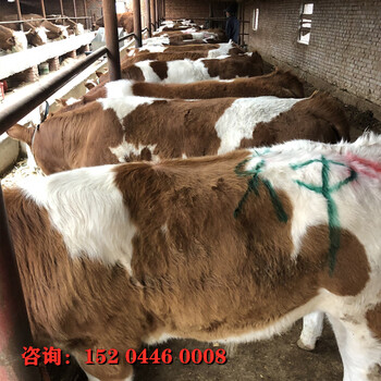新疆伊犁西门塔尔母牛现在什么价格