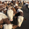 新疆阿勒泰地區西門塔爾二歲母牛要多少錢