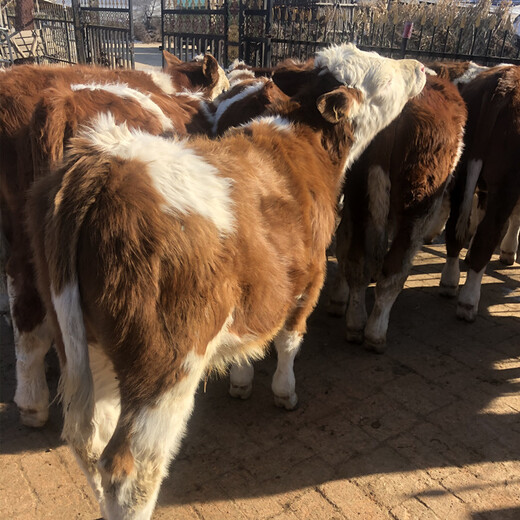 山西临汾六百斤的西门塔尔母牛多少钱一只
