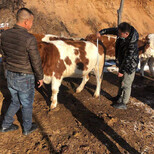 贵州遵义西门塔尔小母牛现在什么价格图片4