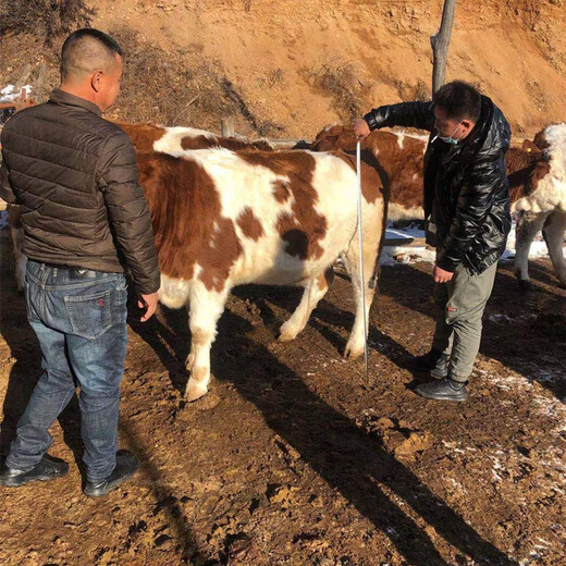 安徽亳州400斤西门塔尔牛犊价钱