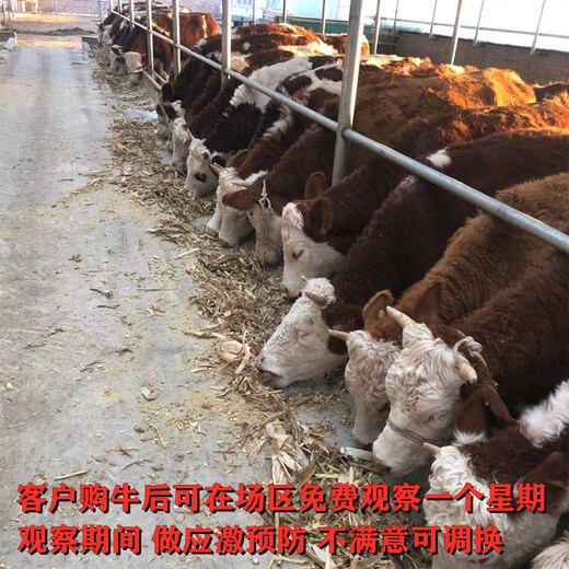 甘肃陇南六百斤的西门塔尔母牛价格