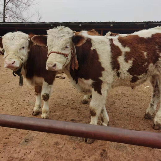 吉林白城西门塔尔400斤小牛多少钱一头