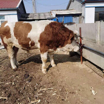 山东泰安六百斤的西门塔尔母牛现在什么价格