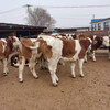 廣東江門西門塔爾小牛價格300斤價格多少一頭