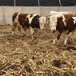 湖北鄂州哪里有西门塔尔小母牛多少钱一只