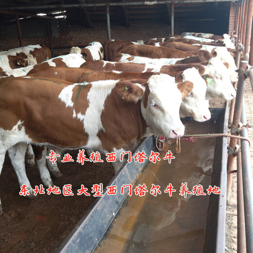 江西吉安西门塔尔母牛要多少钱