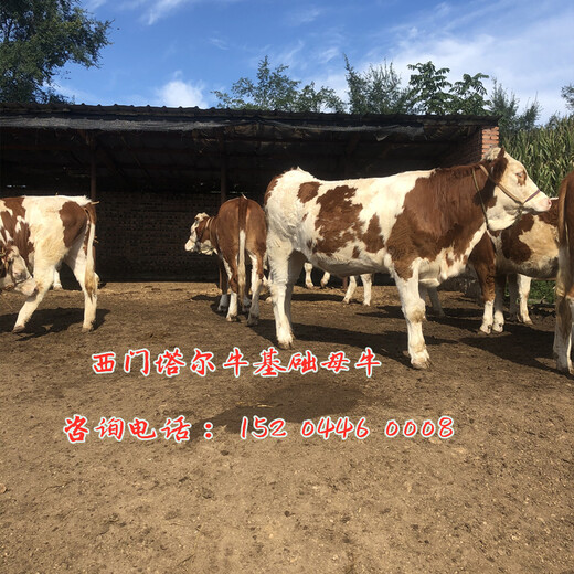 山东青岛800斤西门塔尔母牛多少钱一只
