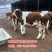 安徽池州西门塔尔400斤牛苗价钱