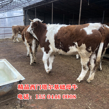 内蒙古乌兰察布西门塔尔怀孕母牛现在什么价格