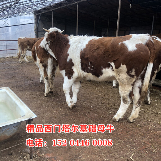 内蒙古通辽400斤西门塔尔小母牛多少钱