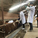 西门塔尔牛小母牛四五百斤的价格