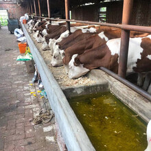 來賓四五百斤西門塔爾牛價格多少一頭圖片