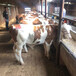 白银五百斤西门塔尔牛犊小母牛出售