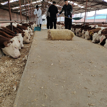 锡林郭勒盟四百斤的西门塔尔母牛苗多少钱