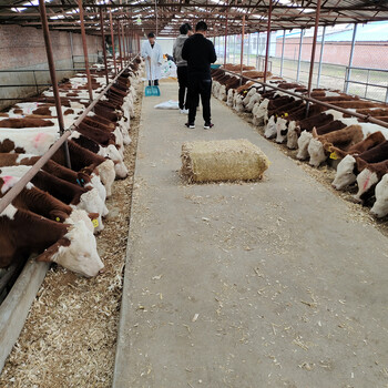 郴州六百斤的西门塔尔母牛苗要多少钱